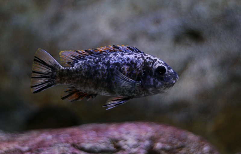 Labeotropheus fuelleborni 'Mitande Reef (Rocks)'
